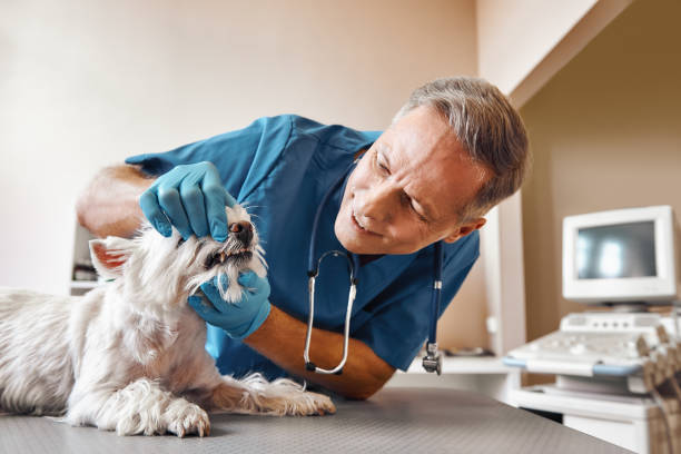 Best 24-Hour Emergency Dentist in Orange Grove, TX